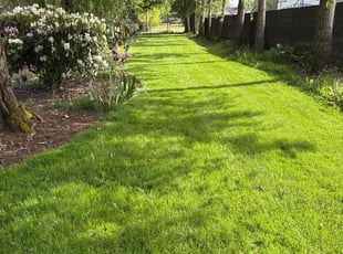 Kathleen B.'s lawn care service result