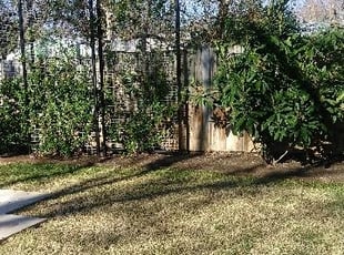 Douglas T.'s Leaf Removal service result