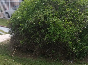 Mary L.'s Bush Trimming service result