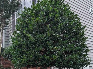 Kisha C.'s Bush Trimming service result