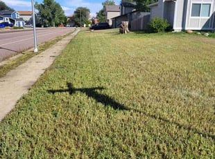 Mavis A.'s turf maintenance service result