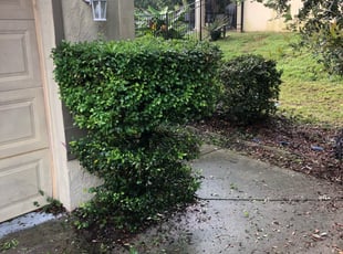 Kim D.'s Bush Trimming service result