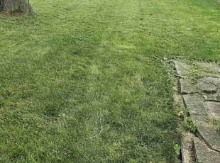 Melissa G.'s grass cutting service result