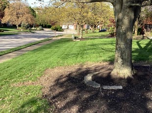 Adel A.'s turf care service result