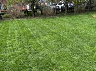 Hao B.'s lawn service service result