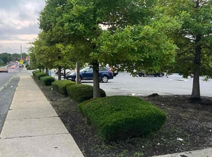 Frances A.'s Bush Trimming service result
