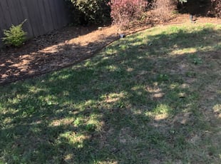 Susan T.'s Bush Trimming service result