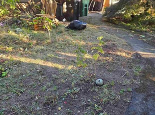 Kelly H.'s Landscaping service result