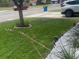 Jeremy N.'s turf care service result