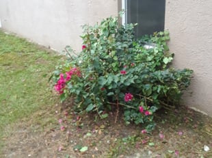 Heidi R.'s Bush Trimming service result