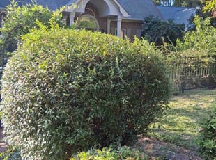 Kevin V.'s Bush Trimming service result