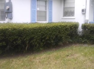 Robert M.'s Bush Trimming service result