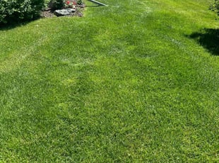 Dalton G.'s turf maintenance service result