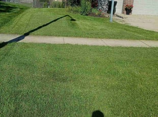 Dan R.'s turf care service result