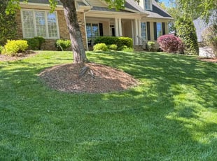 Tania A.'s lawn maintenance service result