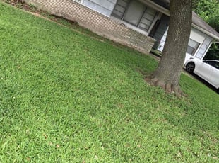 Roman G.'s lawn maintenance service result