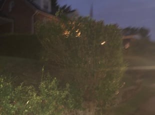 Tom T.'s Bush Trimming service result