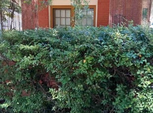Jeff C.'s Bush Trimming service result