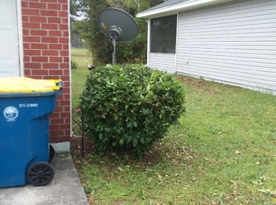 Lenisse L.'s Bush Trimming service result