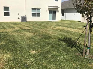 Michelle P.'s turf care service result