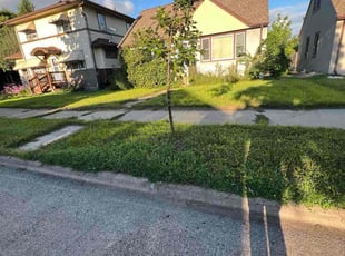 Qingru Z.'s turf care service result