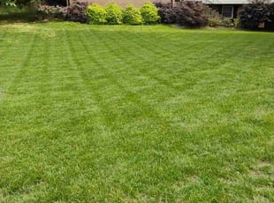 Tony F.'s lawn care service result