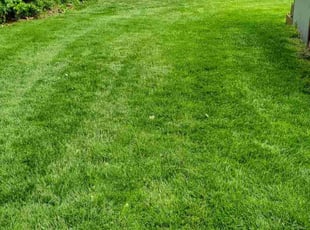 Marnie R.'s lawn care service result