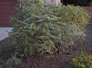 George S.'s Bush Trimming service result