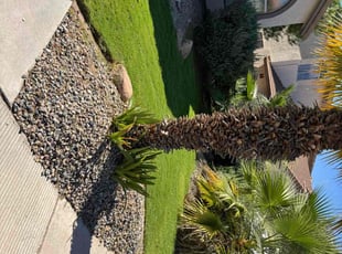 Blanca L.'s grass maintenance service result