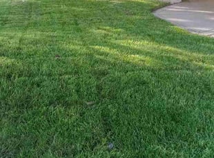 Marcena M.'s turf maintenance service result