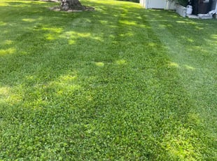 Jacob S.'s lawn care service result