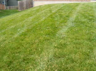 Angelo C.'s lawn care services service result