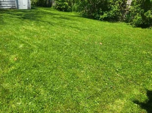 Dustin R.'s turf care service result