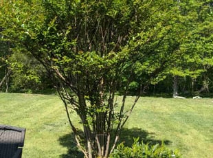 Jaclyn L.'s lawn service service result