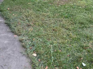James I.'s lawn care services service result