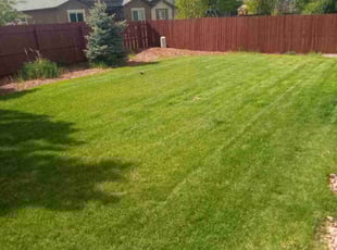 Shameika W.'s lawn care service result