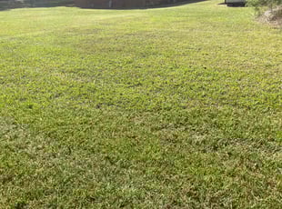 Julio B.'s lawn care service result