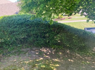 Stephen R.'s Bush Trimming service result