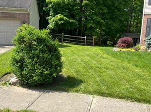 Adam S.'s lawn maintenance service result