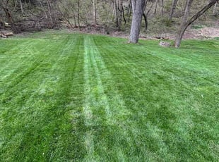 Jennifer L.'s turf care service result