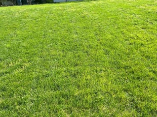 Margret B.'s turf care service result