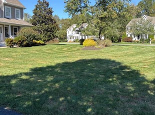 Diana A.'s lawn care service result