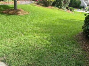 Sheetal M.'s lawn care service result