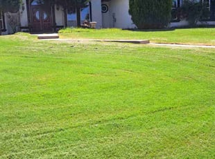 Kim M.'s turf care service result