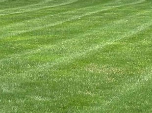 Jackie P.'s lawn care services service result