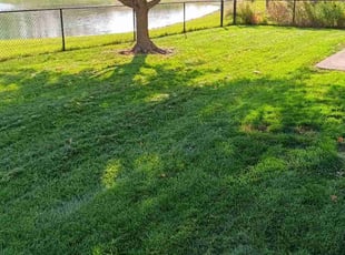 Brent C.'s turf care service result