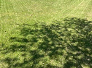 Mark S.'s grass cutting service result
