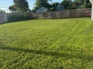 Anne D.'s turf care service result