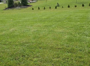 Suzy T.'s grass maintenance service result