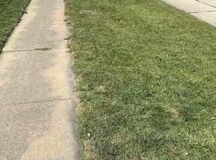 William P.'s turf maintenance service result